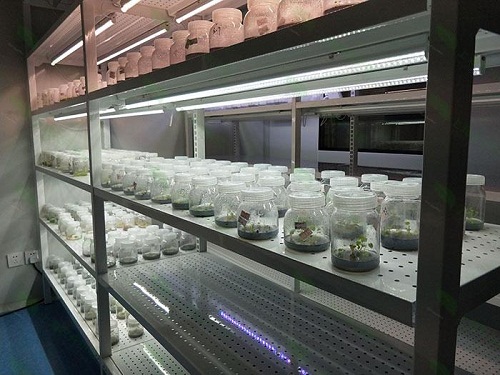 惠山植物组织培养实验室设计建设方案